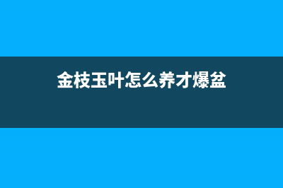 金枝玉叶怎么养(图文)(金枝玉叶怎么养才爆盆)
