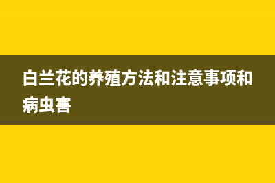 白兰花的养殖方法与注意事项(白兰花的养殖方法和注意事项和病虫害)